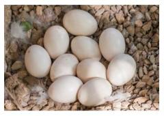 Fertile Parrot Eggs For Sale