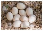 Fertile Parrot Eggs For Sale