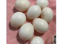 Cockatoo eggs for sale online