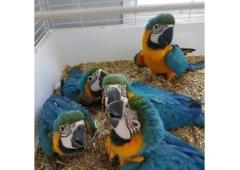 Macaw Parrots For Sale