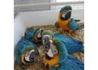 Macaw Parrots For Sale