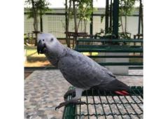 African Grey Parrots For Sale