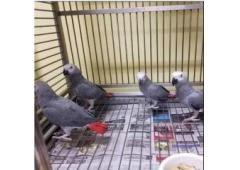 African Grey Parrots: Healthy, Hand-Trained, Affordable Pets