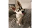 Alaskan klee kai for sale