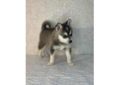 klee kai price