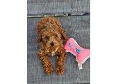 Adorable Toy Poodle Puppies