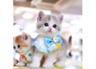 Munchkin cat for sale