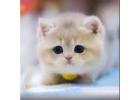 Cute Munchkin cats for sale