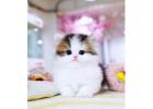 Munchkin cat for sale -TX