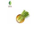 SVA | Your Trusted Lemongrass Essential Oil Exporter 