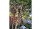 Tree Lopping Sydney