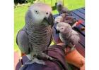 African Grey Parrots For Sale