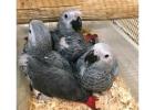 Hand Raised African Grey Parrots for Sale