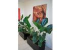 Buy or Hire Melbourne Indoor Plants for a Greener Space