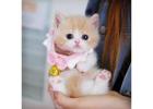 Munchkin cat for sale