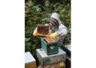 Refubees Bee Swarm Trap – Durable, Reusable & Easy to Use