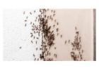 Ants Pest Control Perth