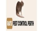 Rat Pest Control Perth